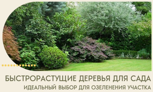 Быстрорастущие деревья для сада идеальный выбор в Симферополе