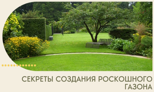 Секреты создания роскошного газона в Симферополе